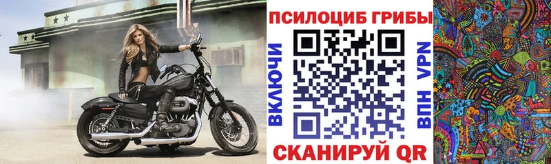 Псилоцибиновые грибы Psilocybe  Купить  Грайворон 